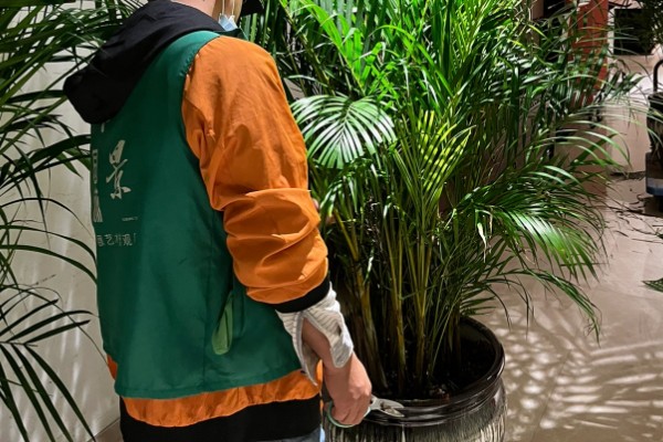 散尾葵开花要拔掉吗，需要拔掉