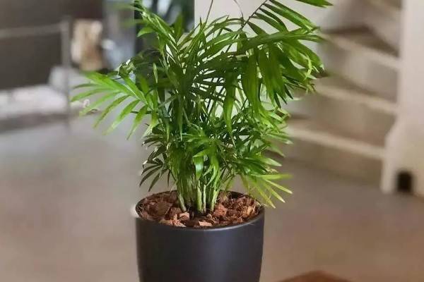 散尾葵开花要拔掉吗，需要拔掉