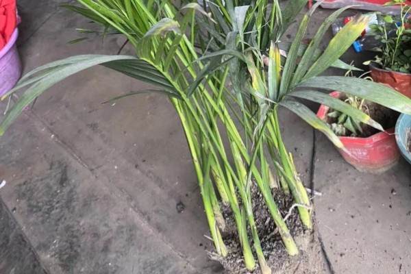 散尾葵开花要拔掉吗，需要拔掉