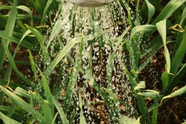 种植大蒜施什么肥,拔节期亩施硝基复合肥20-25公斤左右