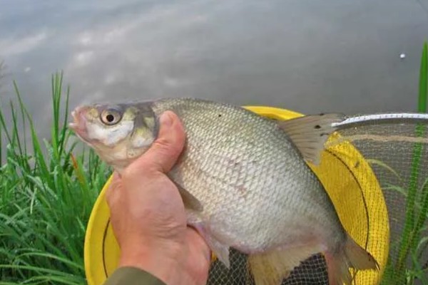 钓鳊鱼用什么味型的饵料,推荐草香、酒香等味型