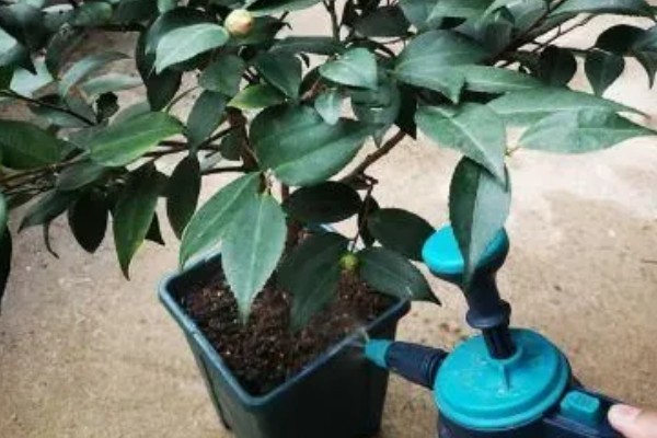 新栽茶花如何判断是否服盆，叶子展开无褶皱和掉落情况