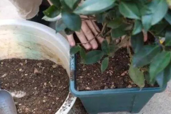新栽茶花如何判断是否服盆，叶子展开无褶皱和掉落情况