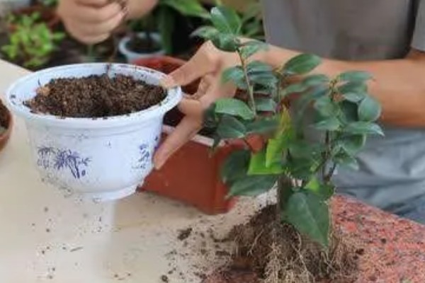 新栽茶花如何判断是否服盆，叶子展开无褶皱和掉落情况