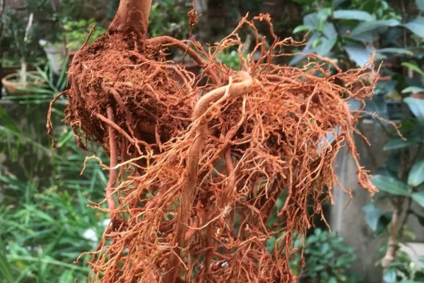 新栽茶花如何判断是否服盆，叶子展开无褶皱和掉落情况