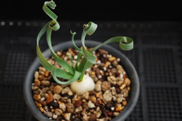 多肉弹簧草的养殖方法,每日需要充足的光照