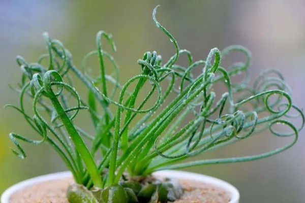 多肉弹簧草的养殖方法,每日需要充足的光照