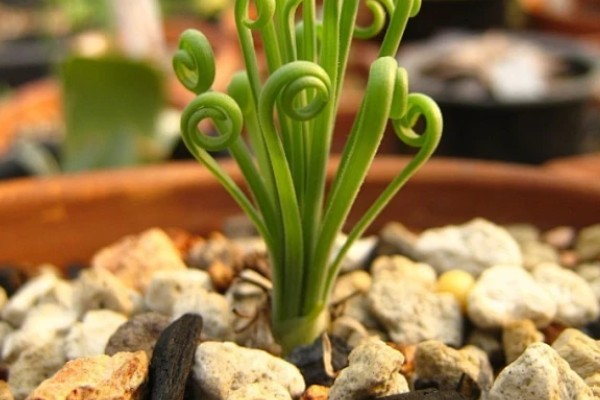 多肉弹簧草的养殖方法,每日需要充足的光照