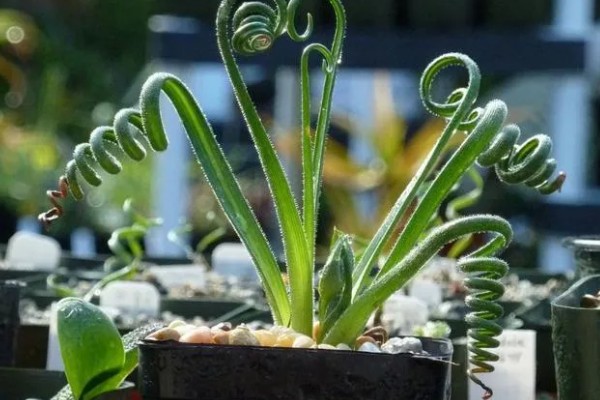 多肉弹簧草的养殖方法,每日需要充足的光照