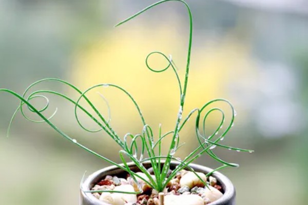 多肉弹簧草的养殖方法,每日需要充足的光照