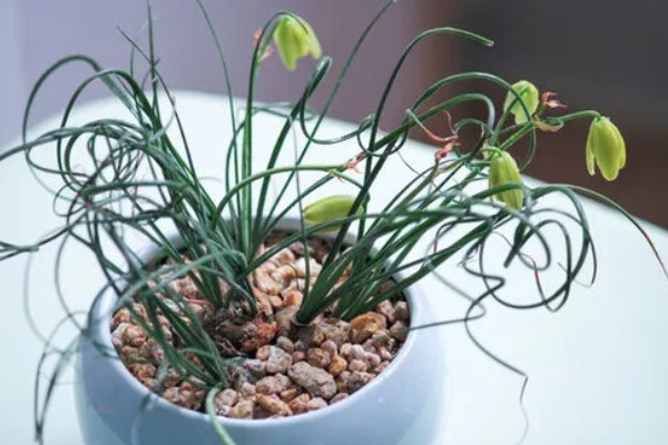 多肉弹簧草的养殖方法,每日需要充足的光照