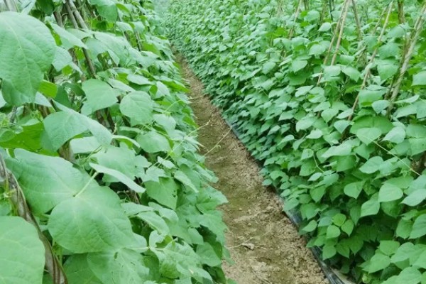 豆角播种后过多久会发芽,只需5-6天就会发芽出土