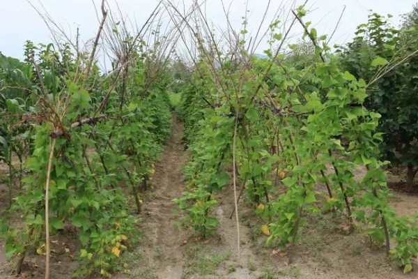 豆角播种后过多久会发芽,只需5-6天就会发芽出土