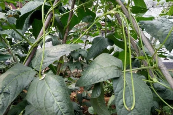 豆角播种后过多久会发芽,只需5-6天就会发芽出土