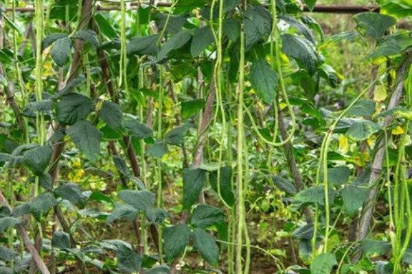 豆角播种后过多久会发芽,只需5-6天就会发芽出土