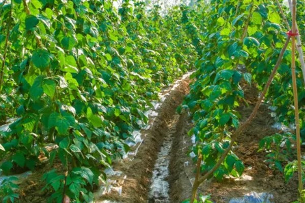 豆角播种后过多久会发芽,只需5-6天就会发芽出土