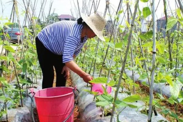 豆角播种后过多久会发芽,只需5-6天就会发芽出土
