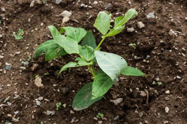 豆角播种后过多久会发芽,只需5-6天就会发芽出土