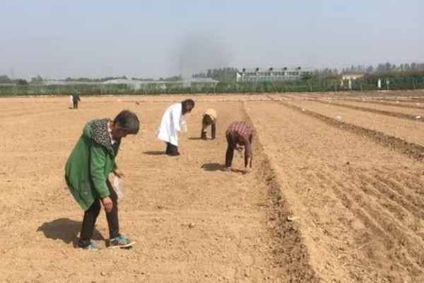 苍术怎么种植,每穴保留2-3株长势好的种苗