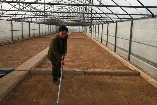 苍术怎么种植,每穴保留2-3株长势好的种苗