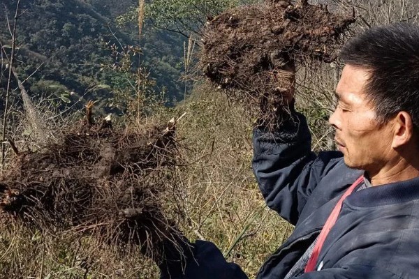 苍术怎么种植,每穴保留2-3株长势好的种苗