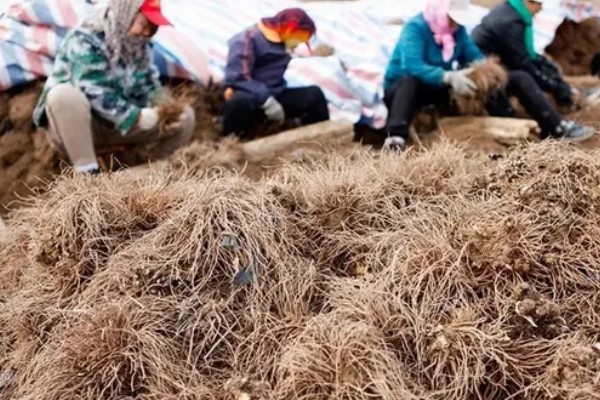 苍术怎么种植,每穴保留2-3株长势好的种苗