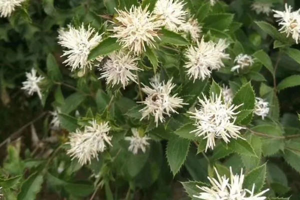 苍术怎么种植,每穴保留2-3株长势好的种苗