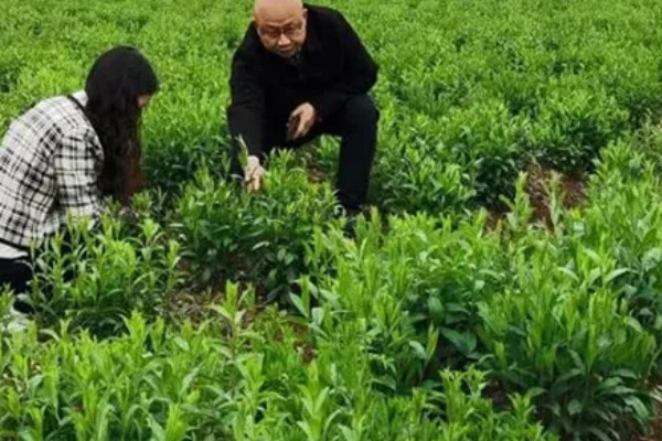 苍术怎么种植,每穴保留2-3株长势好的种苗