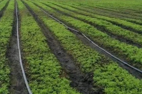 苍术怎么种植,每穴保留2-3株长势好的种苗