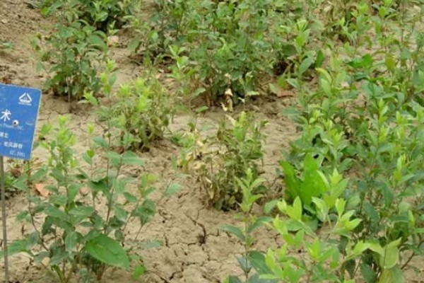 苍术怎么种植,每穴保留2-3株长势好的种苗