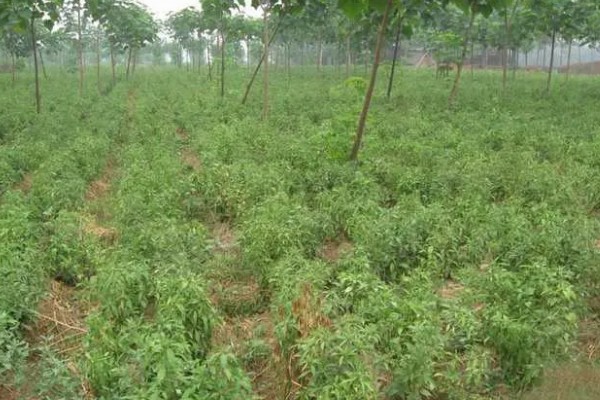 苍术怎么种植,每穴保留2-3株长势好的种苗