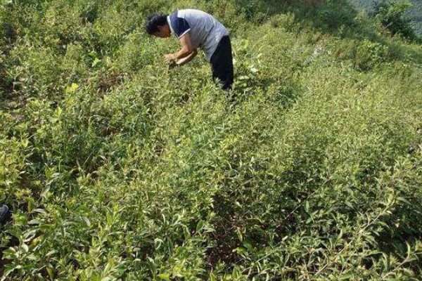 苍术怎么种植,每穴保留2-3株长势好的种苗