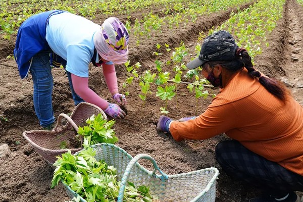 苍术怎么种植,每穴保留2-3株长势好的种苗
