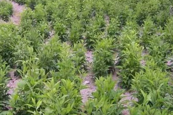 苍术怎么种植,每穴保留2-3株长势好的种苗