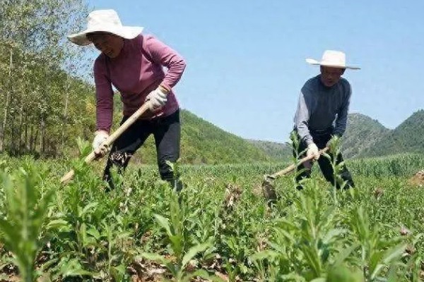 苍术怎么种植,每穴保留2-3株长势好的种苗