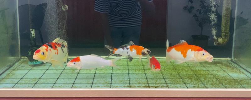 新手养锦鲤的方法，每天饲喂1-2次