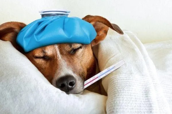 狗狗为什么会发烧,可能是身体受伤、耳道或尿路感染等因素造成