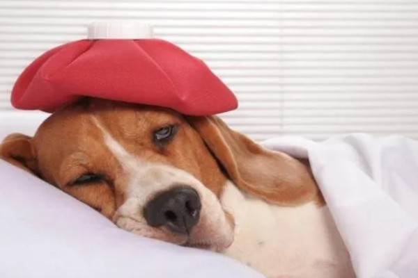 狗狗为什么会发烧,可能是身体受伤、耳道或尿路感染等因素造成