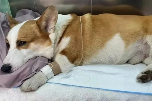 狗狗为什么会发烧,可能是身体受伤、耳道或尿路感染等因素造成