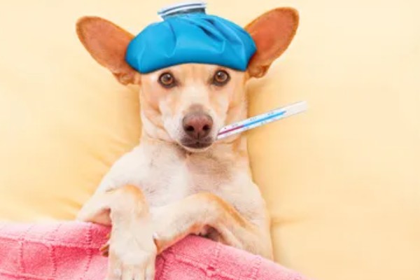 狗狗为什么会发烧,可能是身体受伤、耳道或尿路感染等因素造成