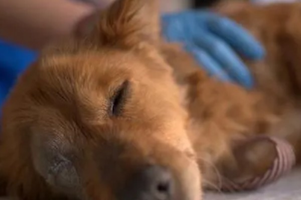 狗狗为什么会发烧,可能是身体受伤、耳道或尿路感染等因素造成