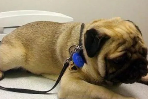 狗狗为什么会发烧,可能是身体受伤、耳道或尿路感染等因素造成