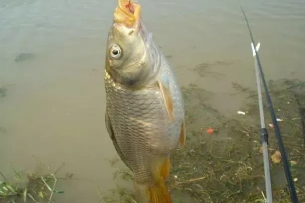 10度以下可以钓鲤鱼吗，可以尝试垂钓