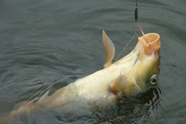 10度以下可以钓鲤鱼吗，可以尝试垂钓