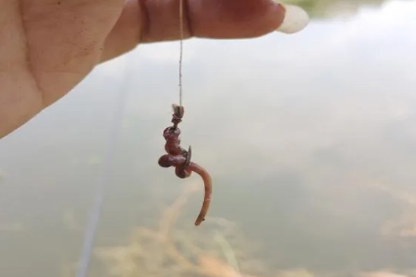 10度以下可以钓鲤鱼吗，可以尝试垂钓