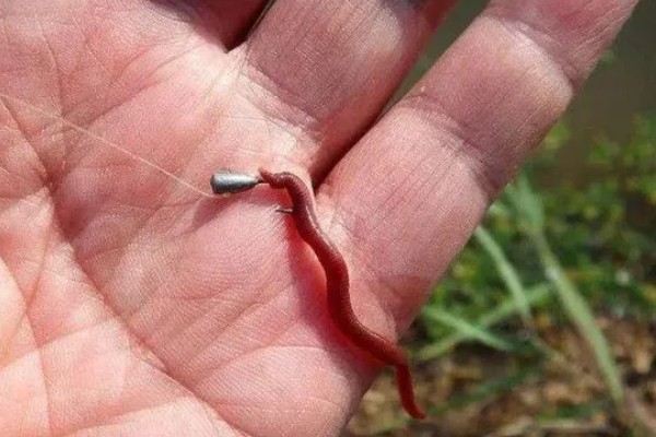 10度以下可以钓鲤鱼吗，可以尝试垂钓