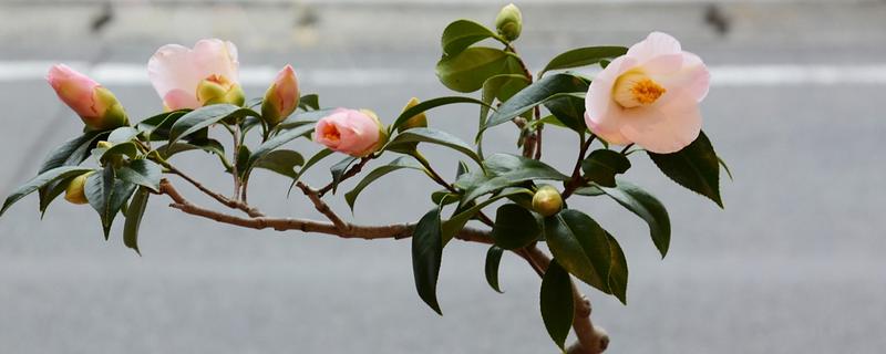 茶花喜酸吗，适合在疏松透气的微酸性土壤中生长