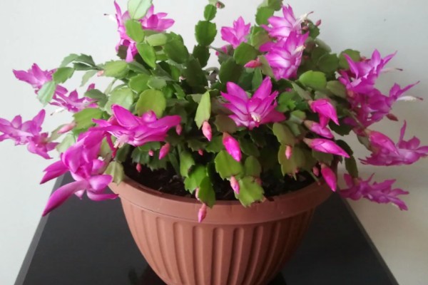 冬天养殖蟹爪兰有哪些禁忌,不可露天养殖