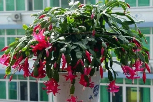 冬天养殖蟹爪兰有哪些禁忌,不可露天养殖