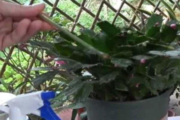 冬天养殖蟹爪兰有哪些禁忌,不可露天养殖